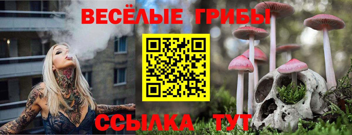Славгород  Галлюциногенные грибы Cubensis  наркотики  Вход с VPN 